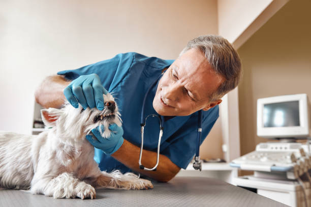 Best Dental Abscess Treatment in North Conway, NH